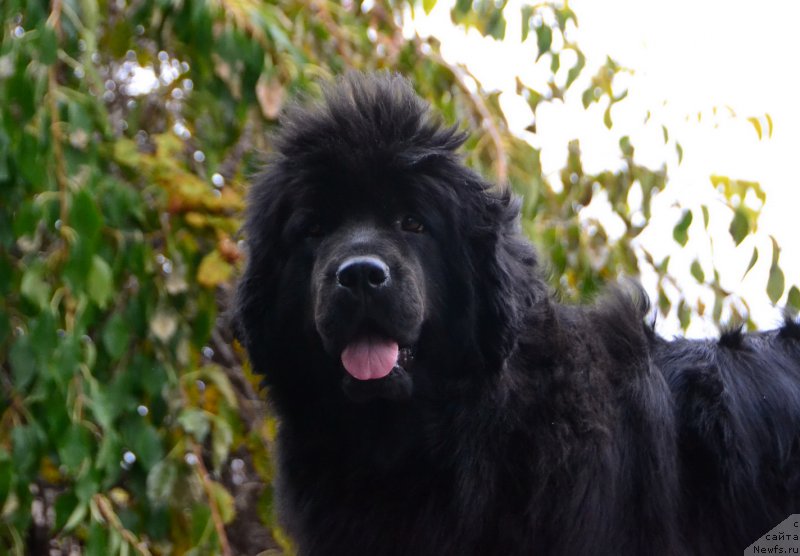 Фото: ньюфаундленд Талисман Моря Мишель