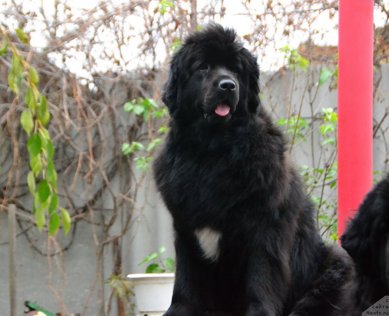 Фото: ньюфаундленд Талисман Моря Мишель