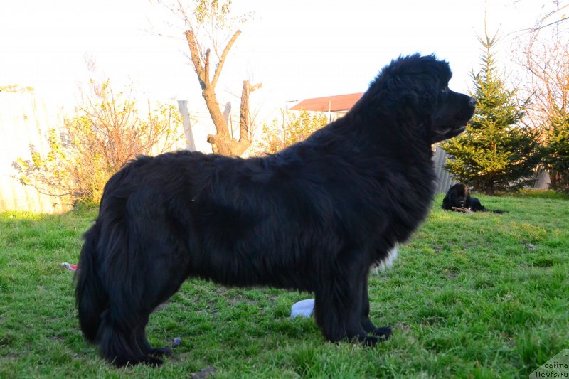 Фото: ньюфаундленд Талисман Моря Мишель