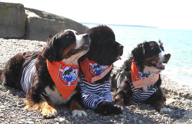 Фотография № 215591