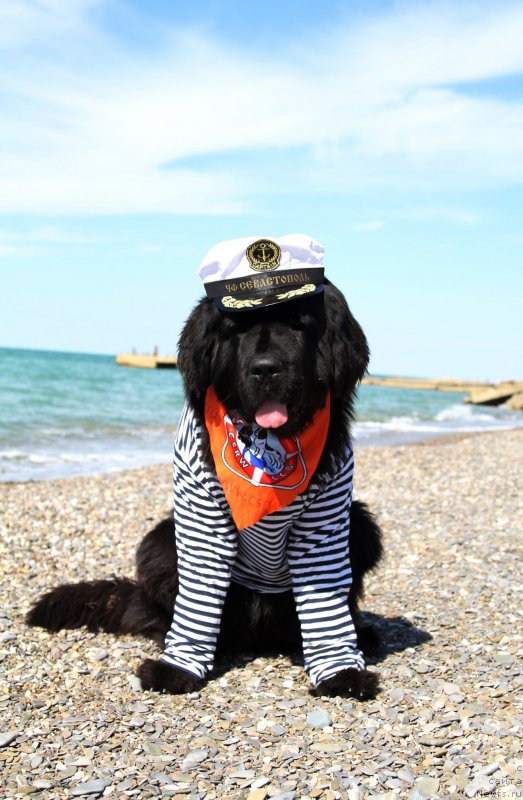 Фото: ньюфаундленд Акватория Келвин Американка