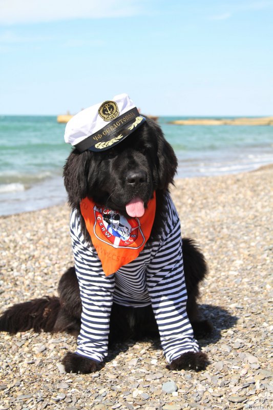 Фото: ньюфаундленд Акватория Келвин Американка