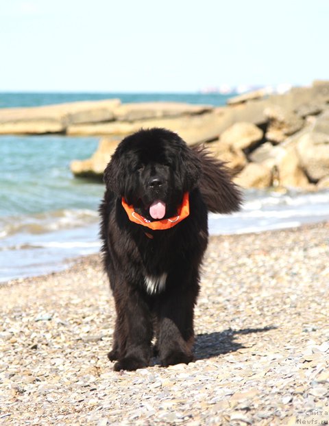 Фото: ньюфаундленд Акватория Келвин Американка