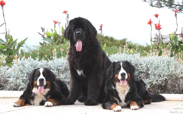 Фото: ньюфаундленд Акватория Келвин Американка