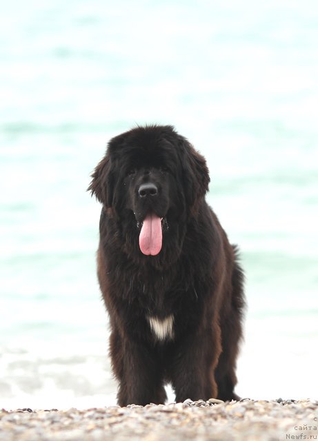 Фото: ньюфаундленд Акватория Келвин Американка