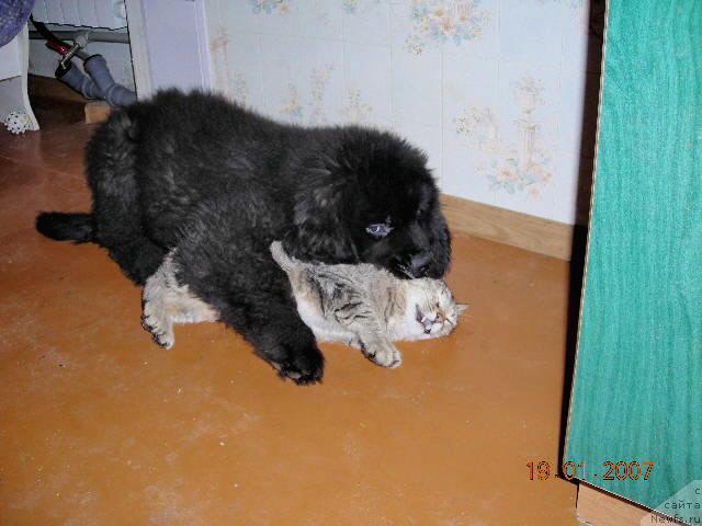 Фото: ньюфаундленд Сент Джонс Круиз (Sent Djons Kruiz)