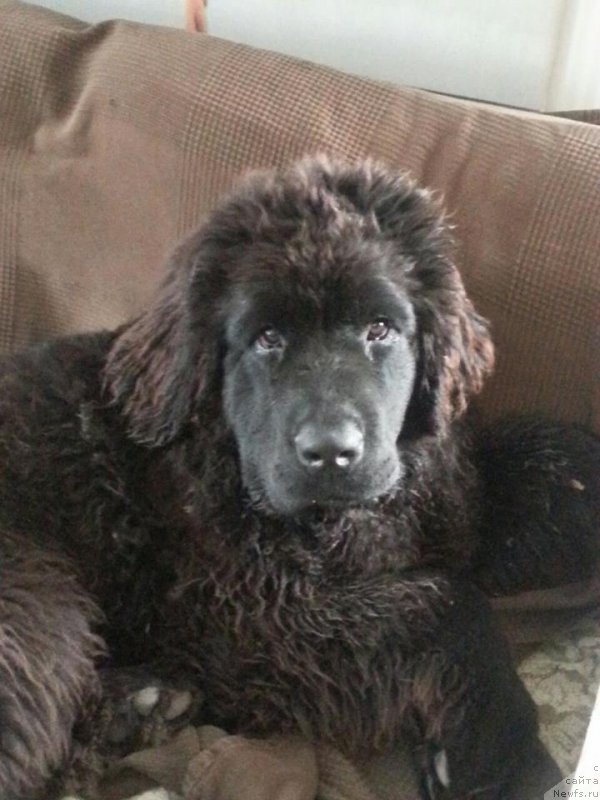 Фото: ньюфаундленд Супер Премиум Цефея