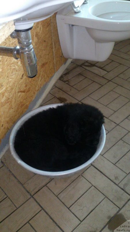 Фото: ньюфаундленд Супер Премиум Цефея