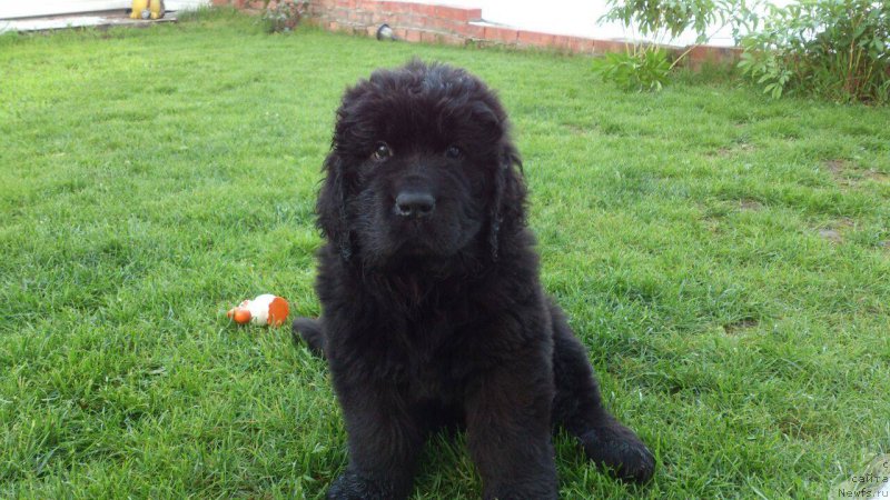 Фото: ньюфаундленд Супер Премиум Цефея