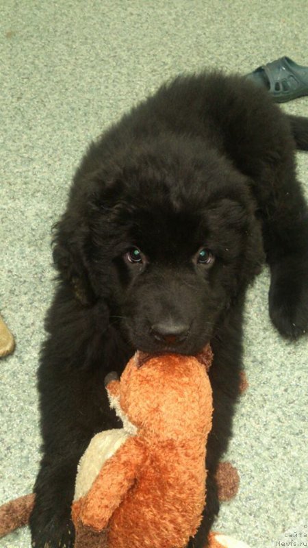 Фото: ньюфаундленд Супер Премиум Цефея