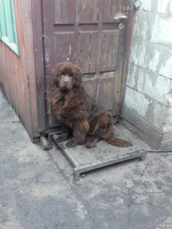 Фото: ньюфаундленд Браунблад МСК Бетани Эйс