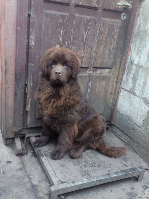 Фото: ньюфаундленд Браунблад МСК Бетани Эйс