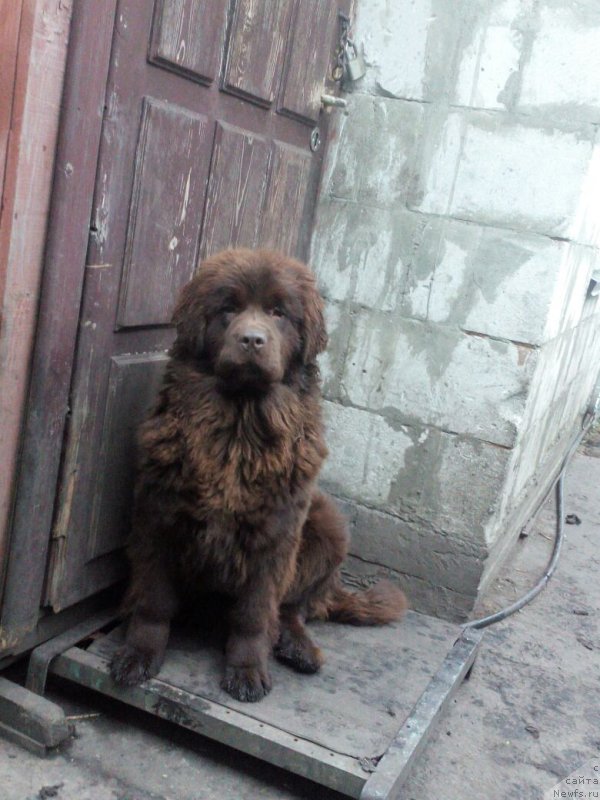 Фото: ньюфаундленд Браунблад МСК Бетани Эйс