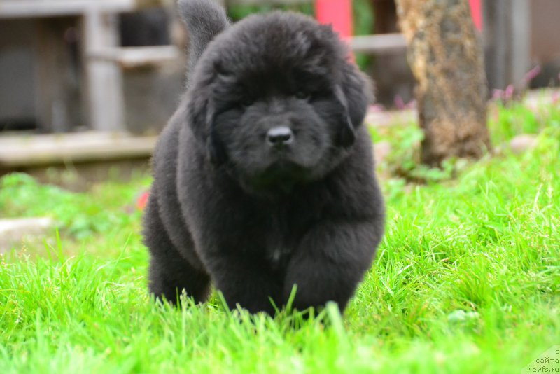 Фото: ньюфаундленд Талисман Моря Корсар