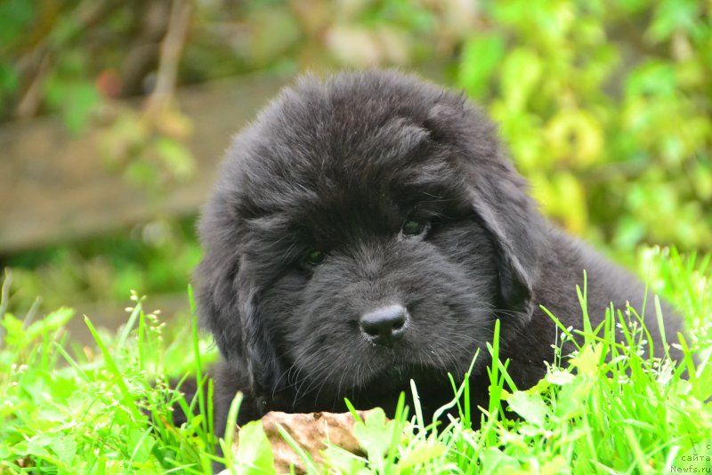 Фото: ньюфаундленд Талисман Моря Корсар