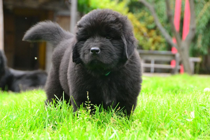 Фото: ньюфаундленд Талисман Моря Корсар