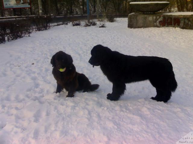 Фото: ньюфаундленд Алана Вива Дженис (Alana Viva Jeniz)