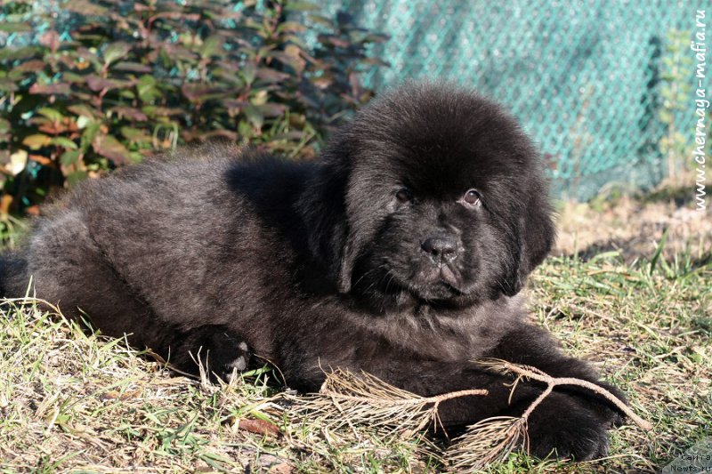 Фотография № 215626