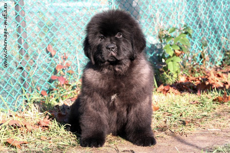 Фото: ньюфаундленд Черная Мафия Блуес Ин Тхе Нигхт (Chernaya Mafia Blues In The Night)