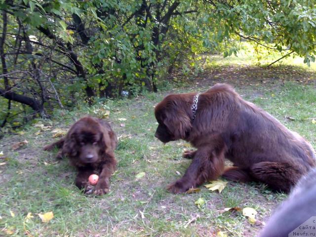 Фото: ньюфаундленд Афина Утренняя Звезда Вива Дженис (Afina Utrennya Zvezda Viva Jeniz)