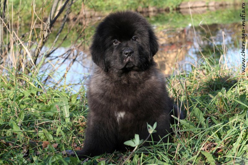 Фото: ньюфаундленд Черная Мафия Блуес Ин Тхе Нигхт (Chernaya Mafia Blues In The Night)