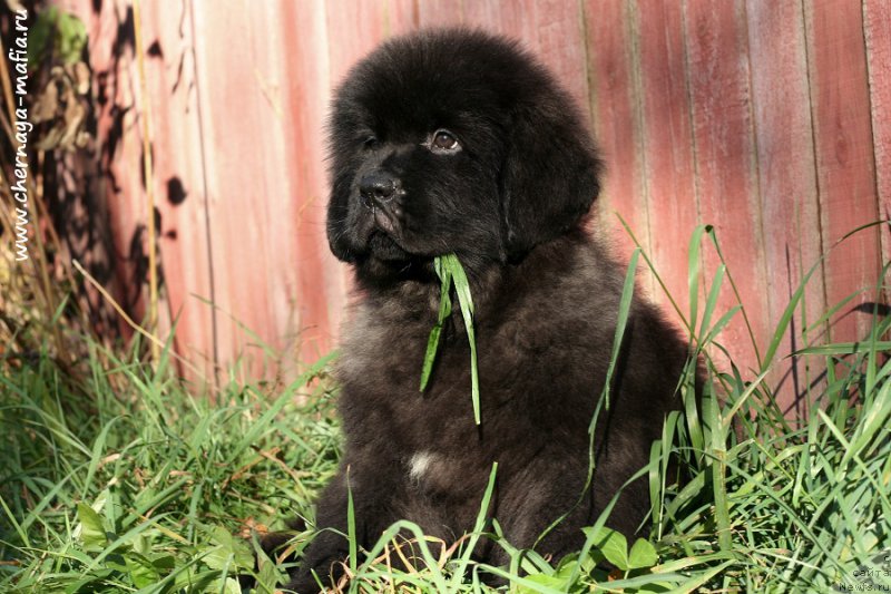 Фото: ньюфаундленд Черная Мафия Блуес Ин Тхе Нигхт (Chernaya Mafia Blues In The Night)