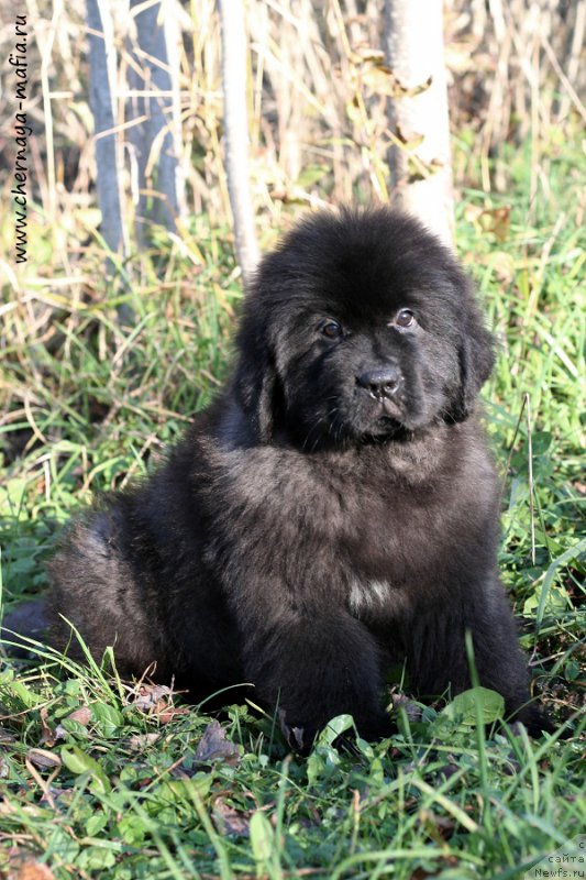 Фотография № 215636