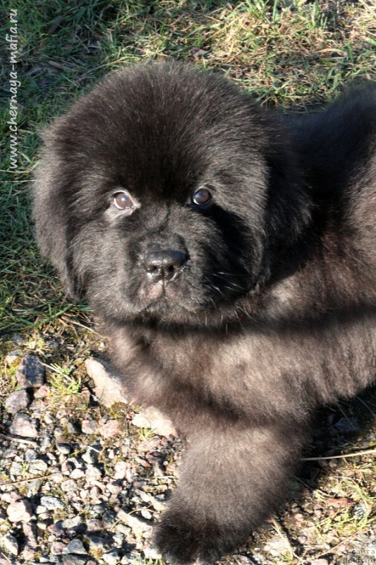 Фотография № 215637