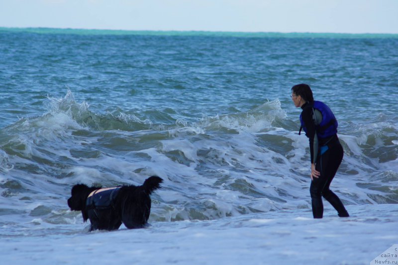 Фото: ньюфаундленд Акватория Келвин Американка