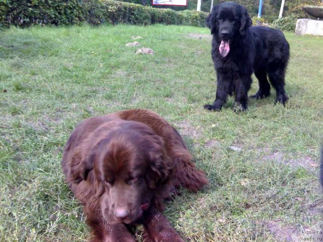 Фото: ньюфаундленд Афина Утренняя Звезда Вива Дженис (Afina Utrennya Zvezda Viva Jeniz)