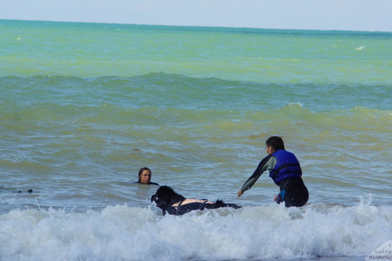 Фото: ньюфаундленд Акватория Келвин Американка