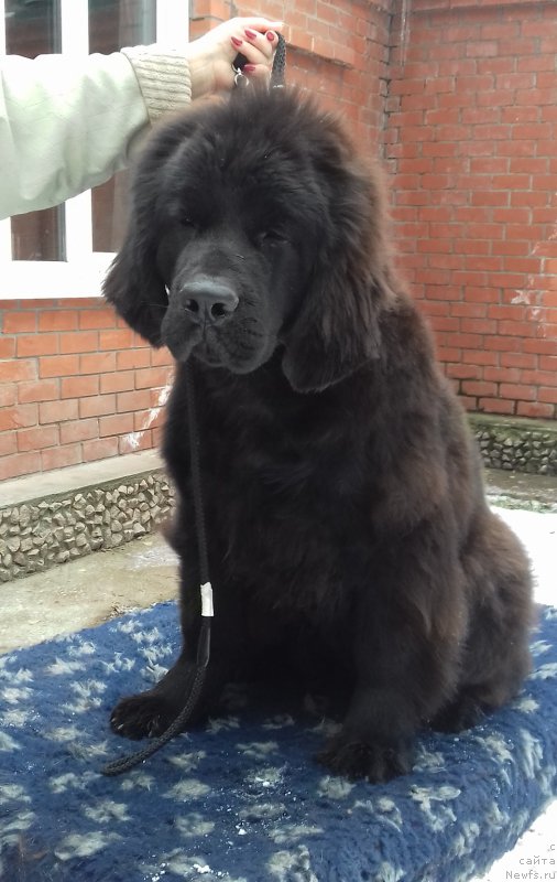 Фото: ньюфаундленд Супер Премиум Цар-Чи (Super Premium Char-Chi)