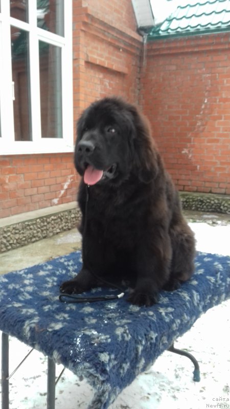 Фото: ньюфаундленд Супер Премиум Цар-Чи (Super Premium Char-Chi)