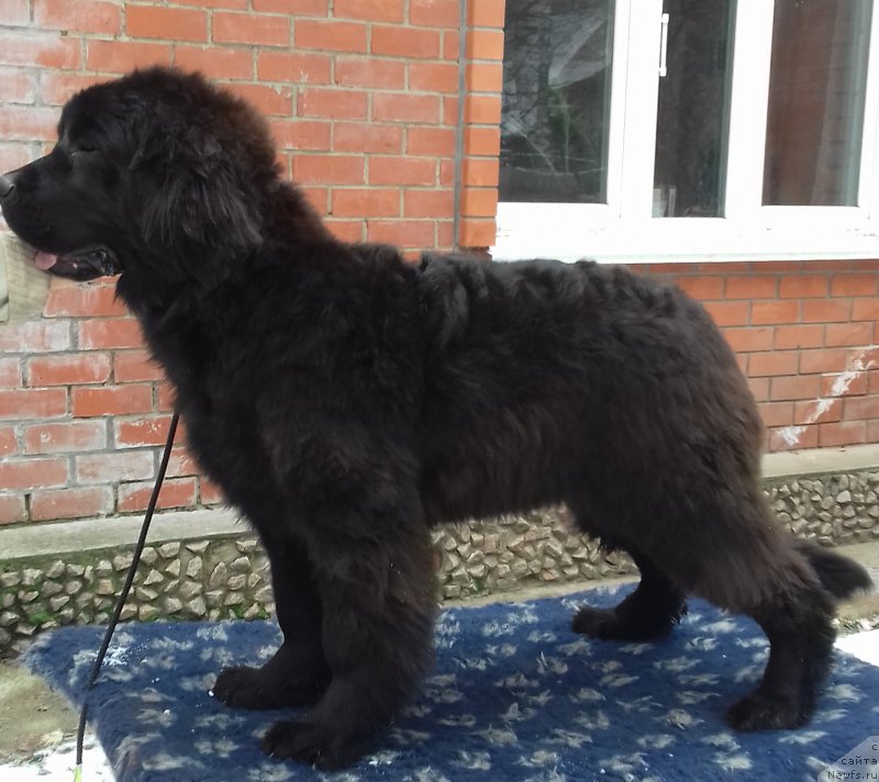 Фото: ньюфаундленд Супер Премиум Цар-Чи (Super Premium Char-Chi)