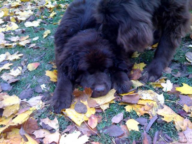 Фото: ньюфаундленд Афина Утренняя Звезда Вива Дженис (Afina Utrennya Zvezda Viva Jeniz)