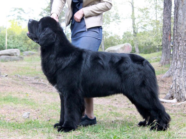 Фото: ньюфаундленд Аквиан Сонг Ларс Бергер (Akvian Song Lars Berger)
