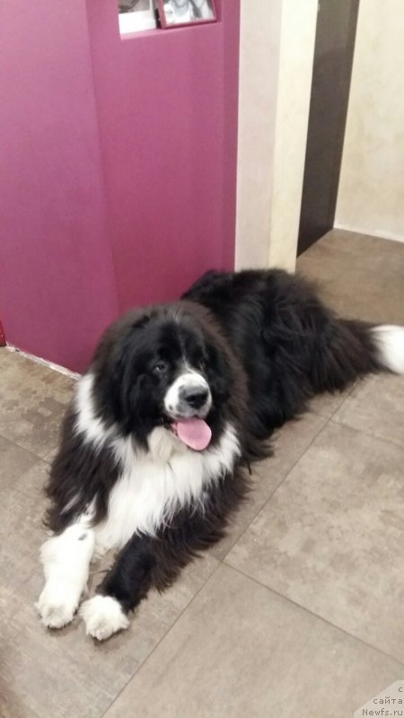 Фото: ньюфаундленд Сет тхе Ворлд он Фире Топаз (Set The World On Fire Topaz)