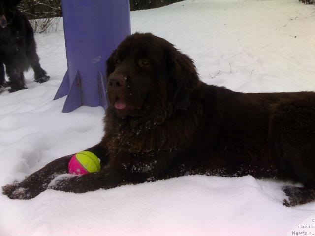 Фото: ньюфаундленд Афина Утренняя Звезда Вива Дженис (Afina Utrennya Zvezda Viva Jeniz)