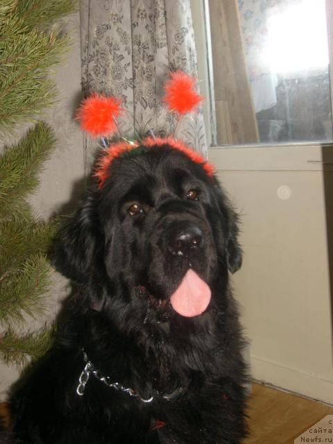 Фото: ньюфаундленд Рокот Волны Варга Кара Аюлар (Rokot Volny Varga Kara Ayular)