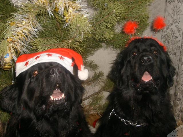 Фото: ньюфаундленд Оттава (Ottava), ньюфаундленд Рокот Волны Варга Кара Аюлар (Rokot Volny Varga Kara Ayular)