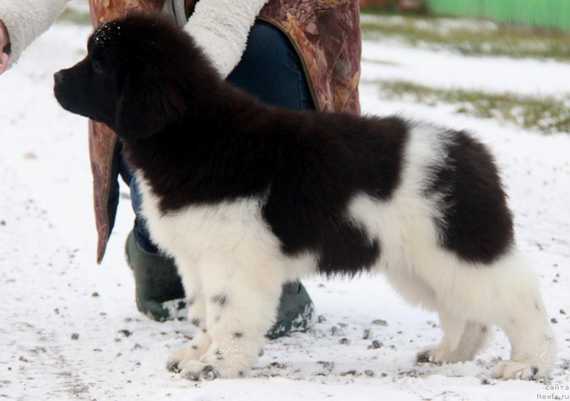Фото: ньюфаундленд Аквиан Сонг Саншайн