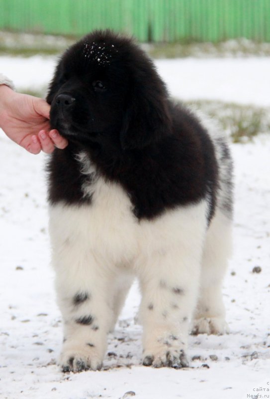 Фото: ньюфаундленд Аквиан Сонг Саншайн