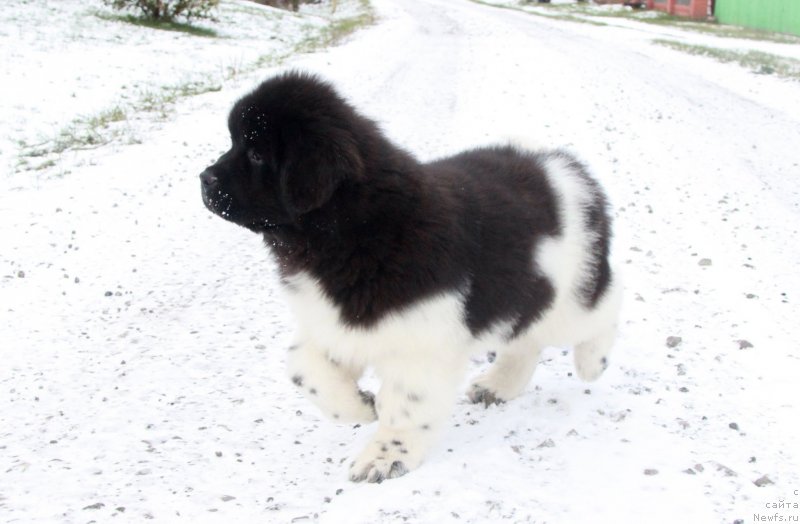 Фото: ньюфаундленд Аквиан Сонг Саншайн