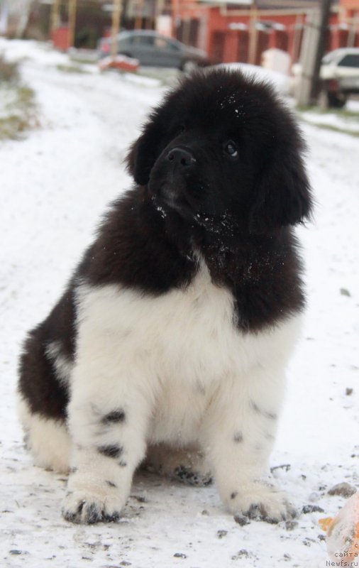 Фото: ньюфаундленд Аквиан Сонг Саншайн