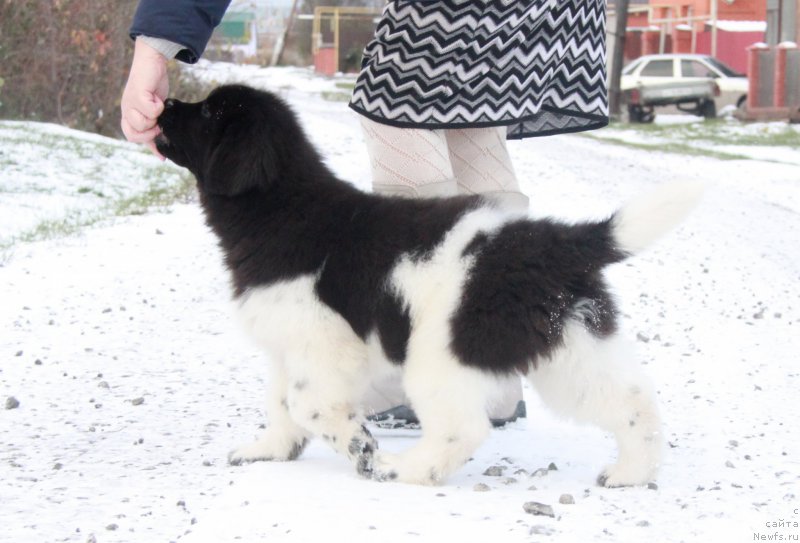Фото: ньюфаундленд Аквиан Сонг Саншайн