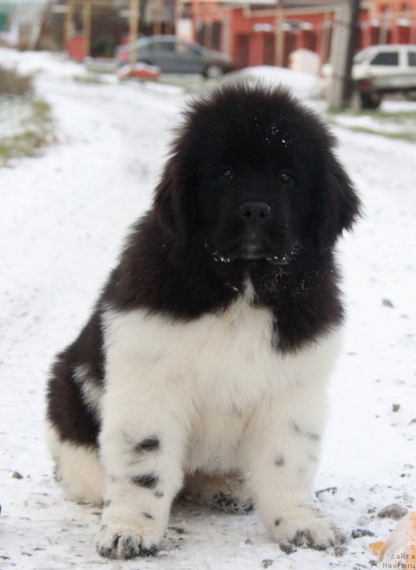 Фото: ньюфаундленд Аквиан Сонг Саншайн