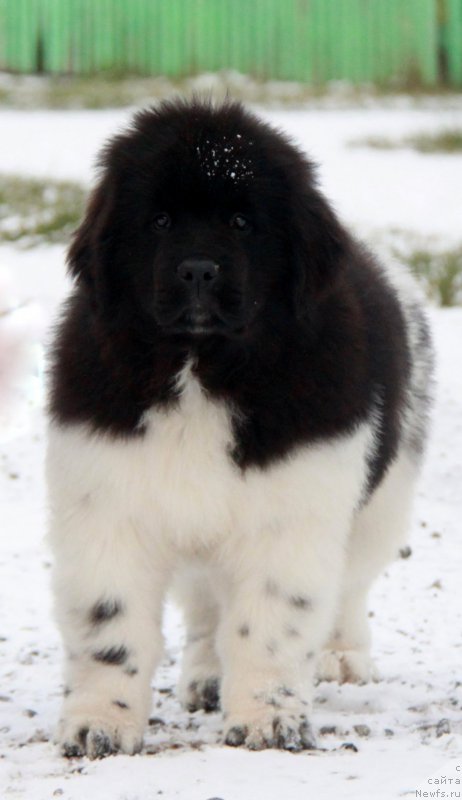 Фото: ньюфаундленд Аквиан Сонг Саншайн