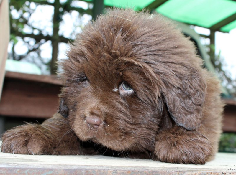 Фото: ньюфаундленд Браунблад МСК Аванти Дарлинг Кид (Brownblood MSK Avanti Darling Kid)