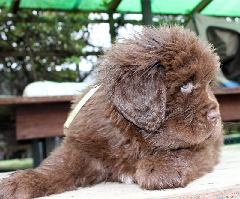 Фото: ньюфаундленд Браунблад МСК Аванти Дарлинг Кид (Brownblood MSK Avanti Darling Kid)