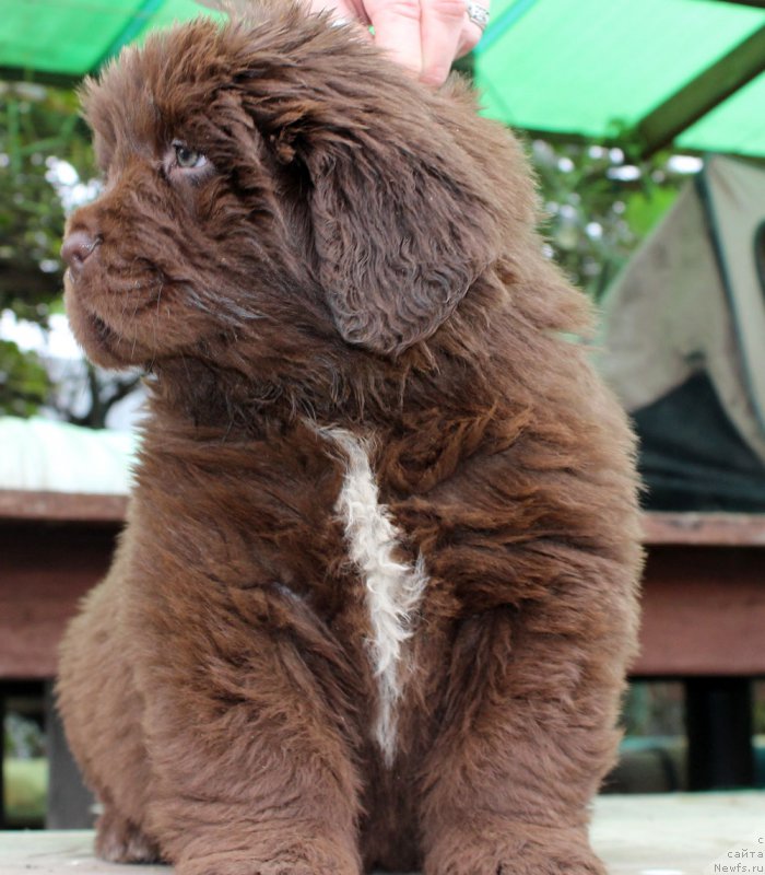 Фото: ньюфаундленд Браунблад МСК Альпина Гуардиан Соул (Brownblood MSK Alpina Guardian Soul)